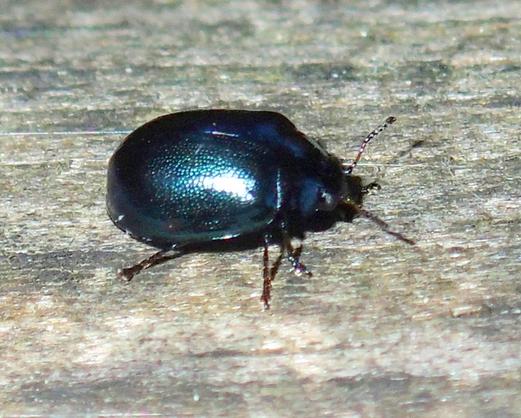 Chrysomelidae: Plagiodera versicolora